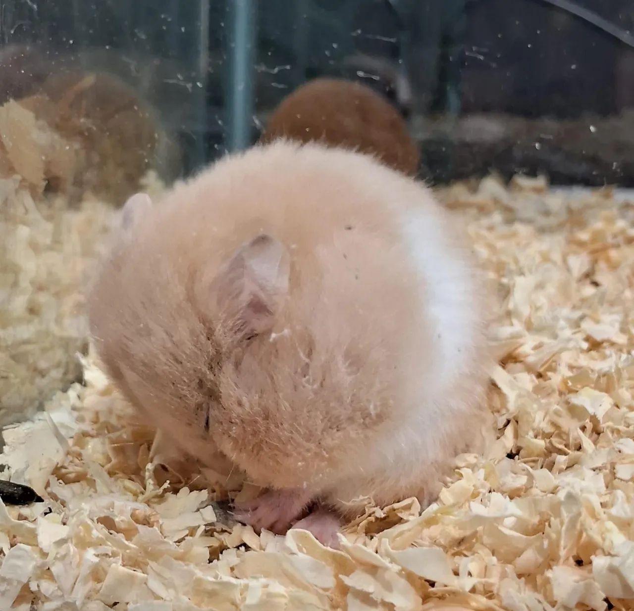 Hamster Sírios  - Foto 2