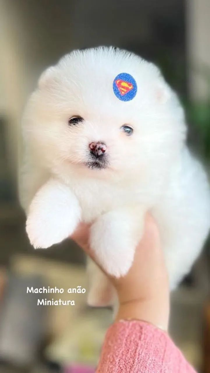 Spitz alemão anão  - Foto 4