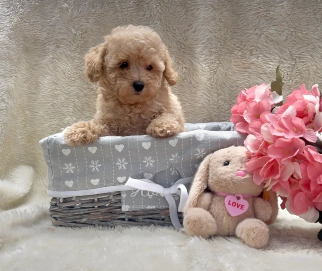 Poodle champanhe  - Foto 4