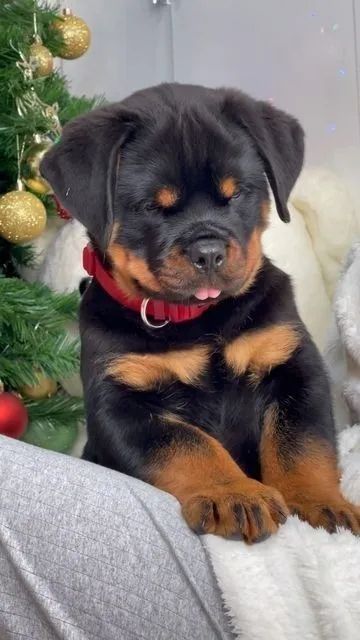 Filhotes de Rottweiler vaidosos !