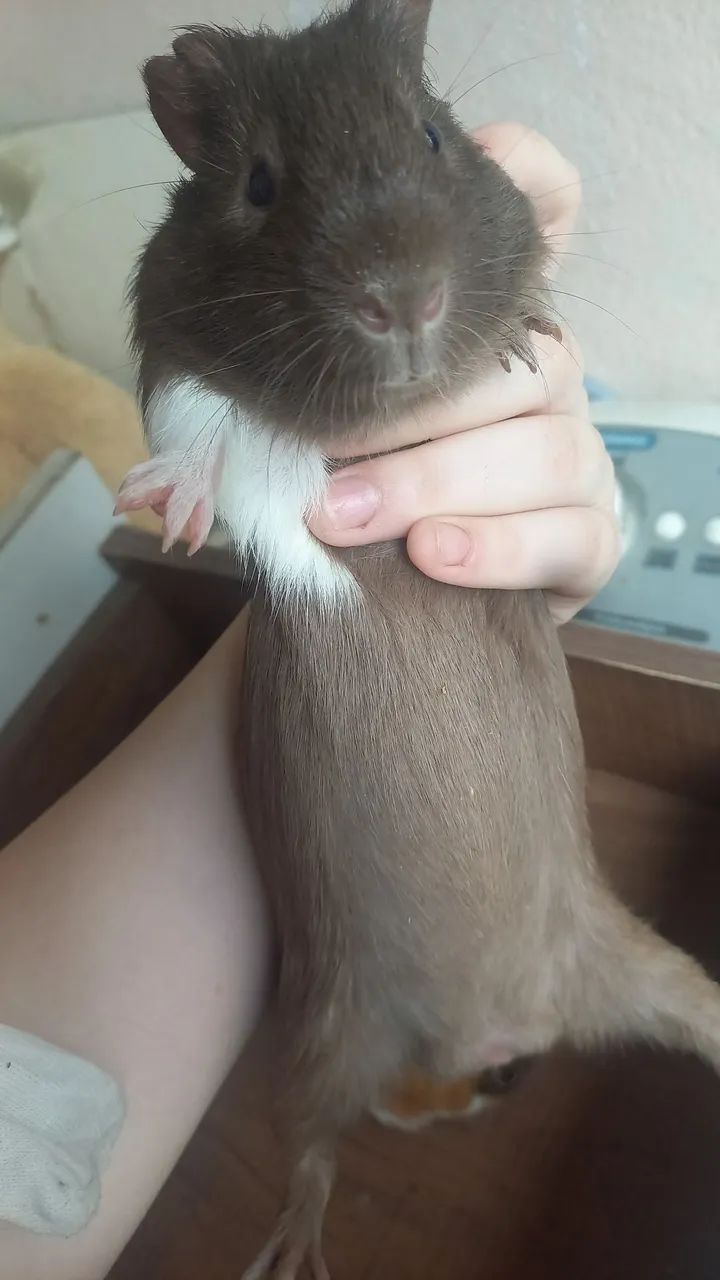 Porquinho-da-Índia Macho