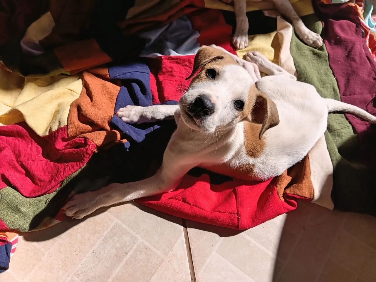 Cachorros para adoção  - Foto 5