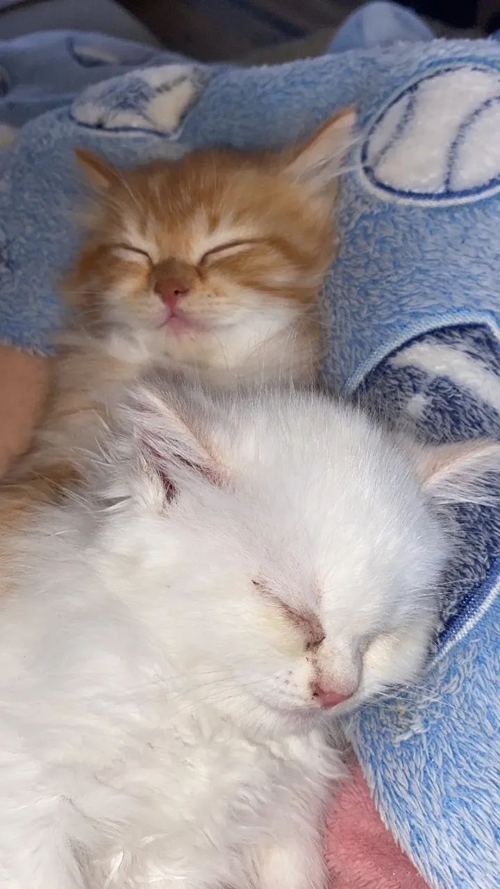 Gata  - Foto 3