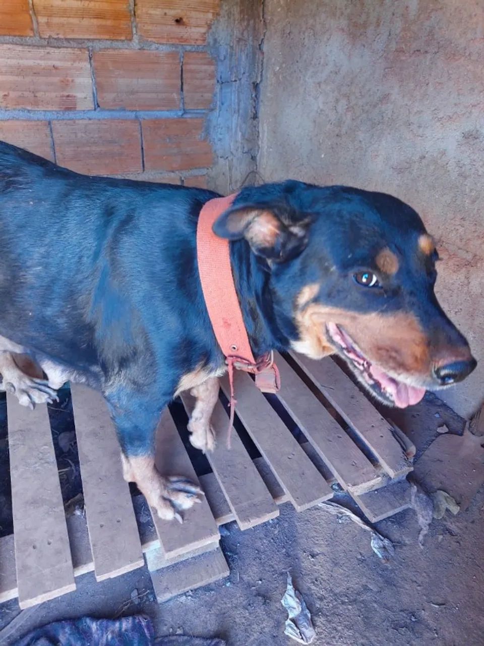 Filhotes de Rottweiler  - Foto 4