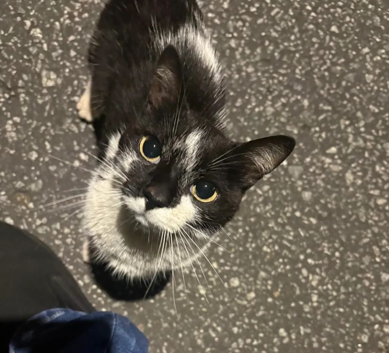 Gata pra adoção