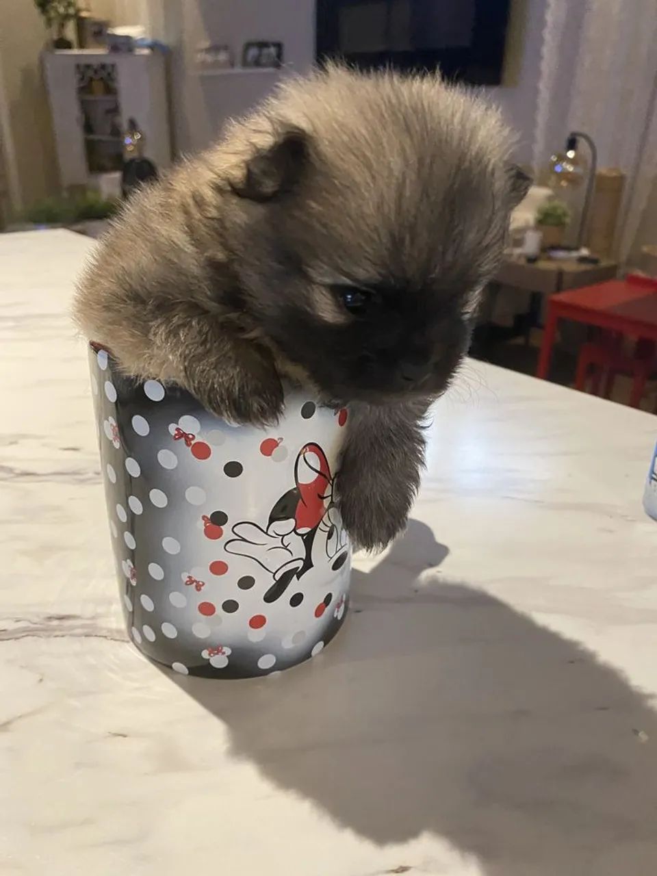 Spitz Alemão 