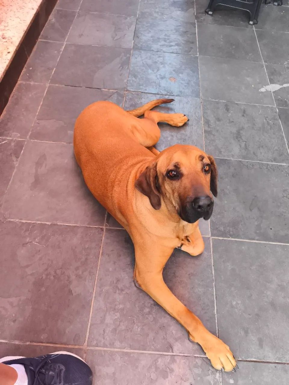 Casinha pra cachorro 
