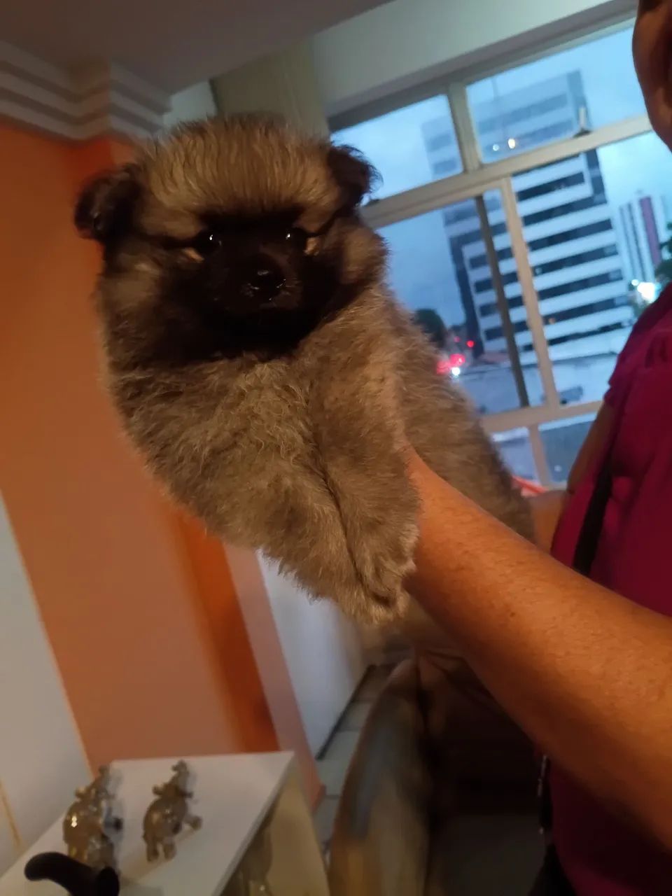 Spitz alemão lulu da Pomerânia  - Foto 2