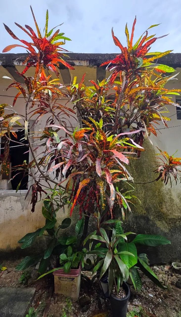 Planta Cróton <br> - Foto 2