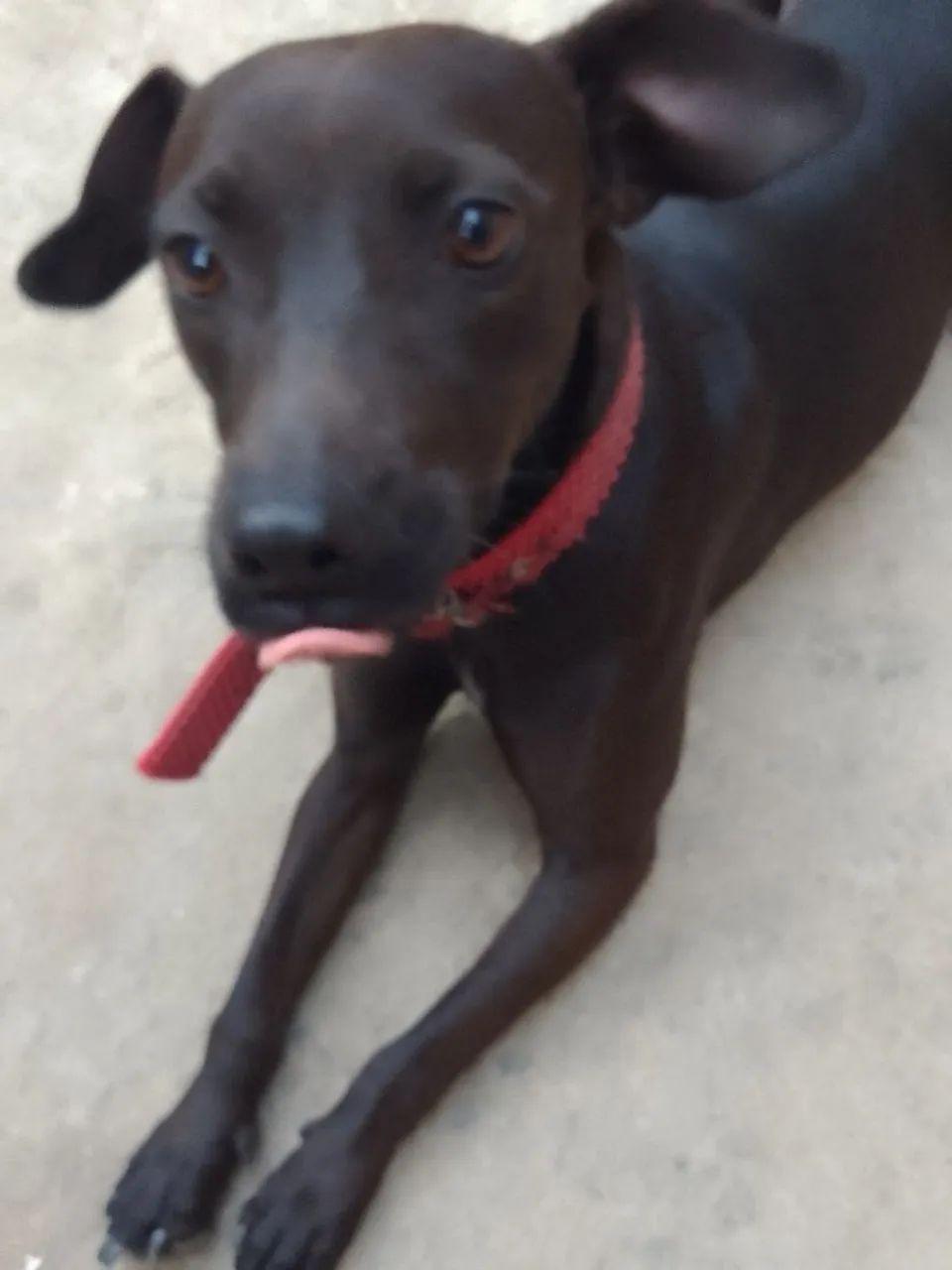 Doação cachorro  - Foto 2