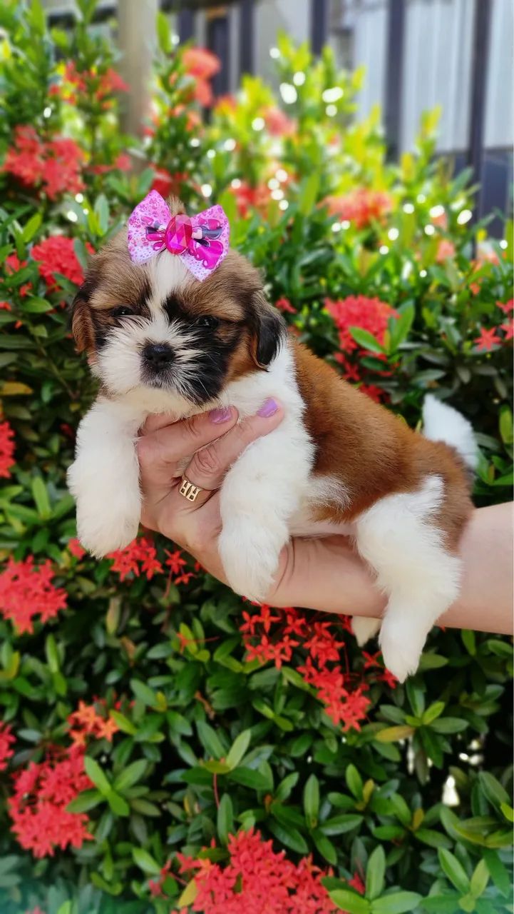 SHIH TZU COM PEDIGREE