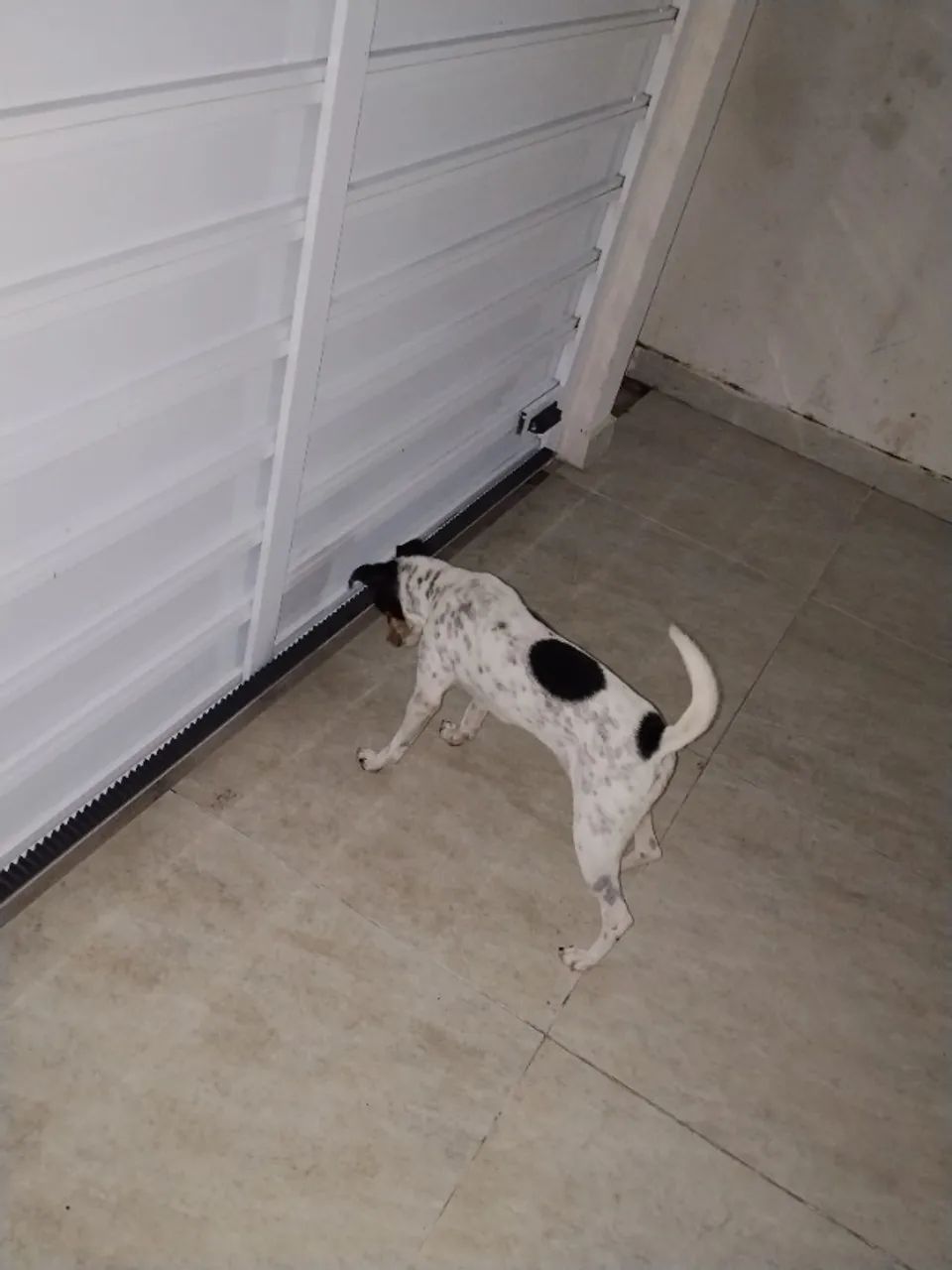 Cachorra Fox Paulistinha  - Foto 5