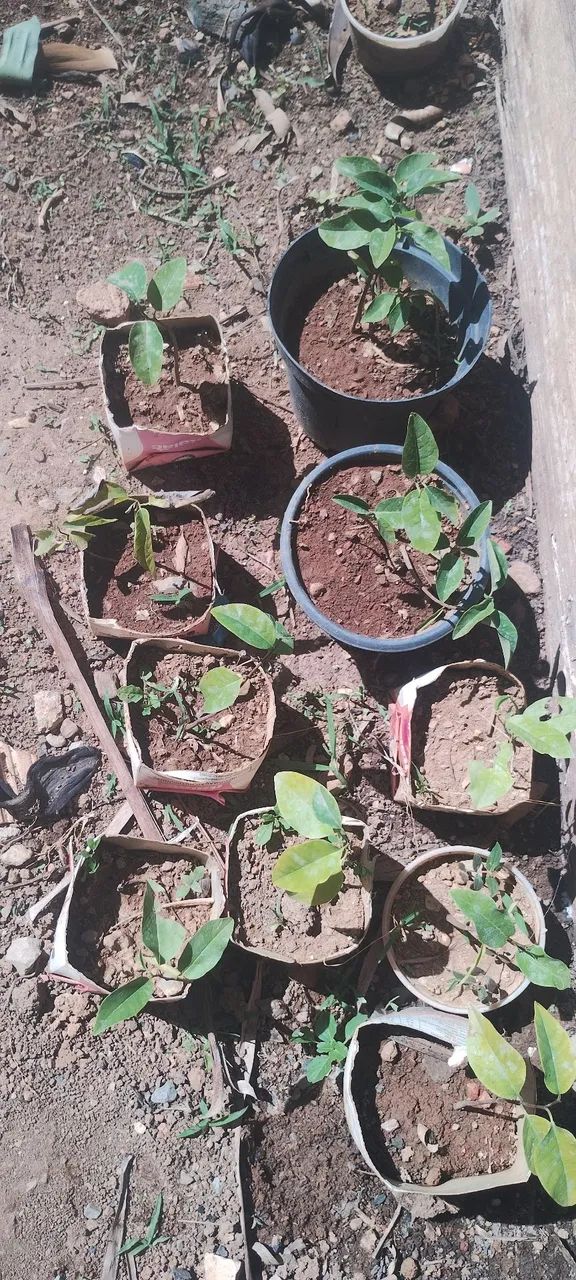 Muda pinha  - Foto 2