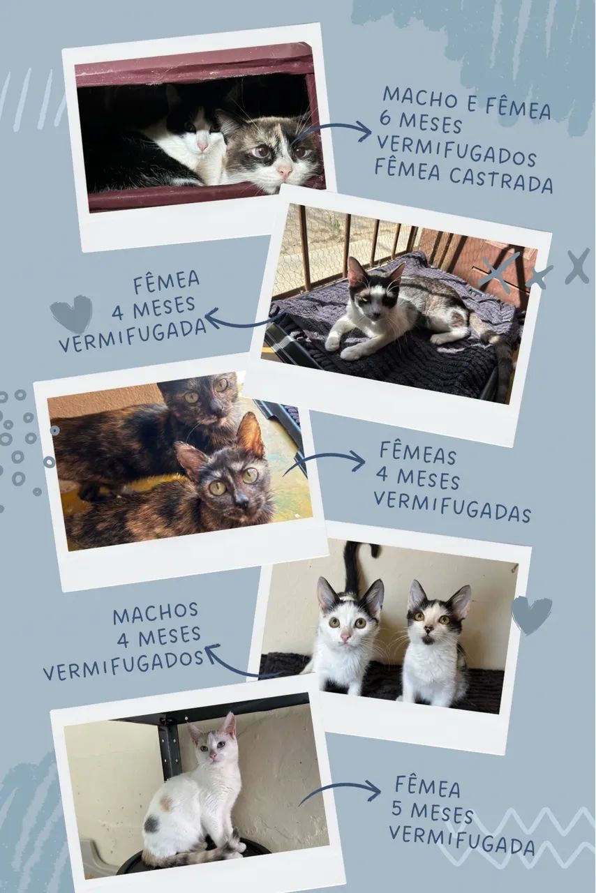 Doação responsável de gatos - Foto 3