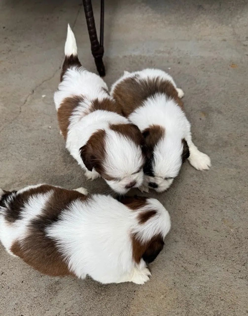 Filhotes de shih-tzu puros - Foto 5