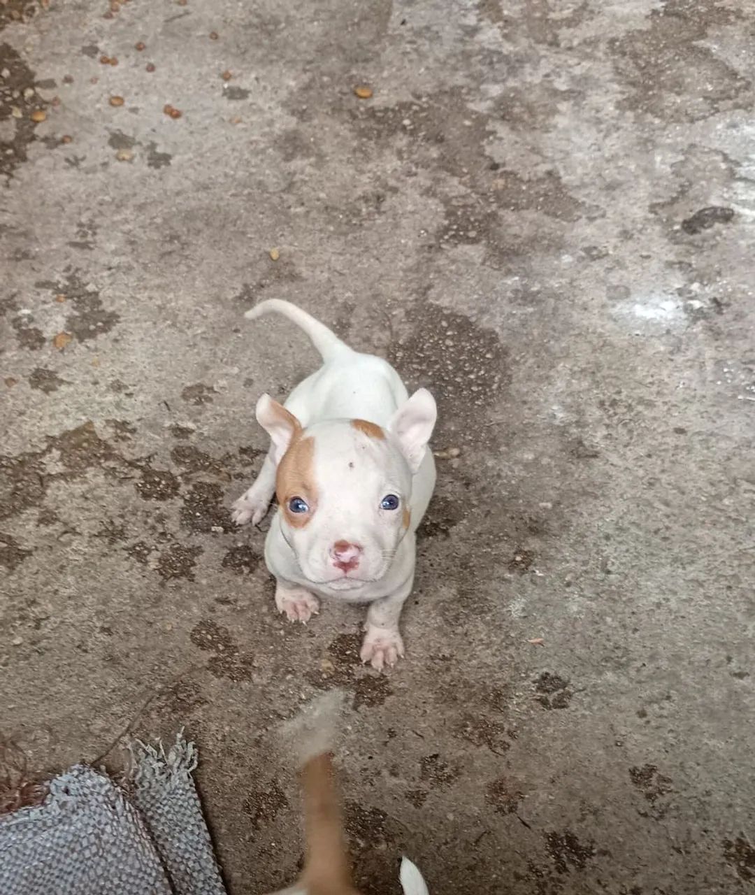 Pitbull  - Foto 5