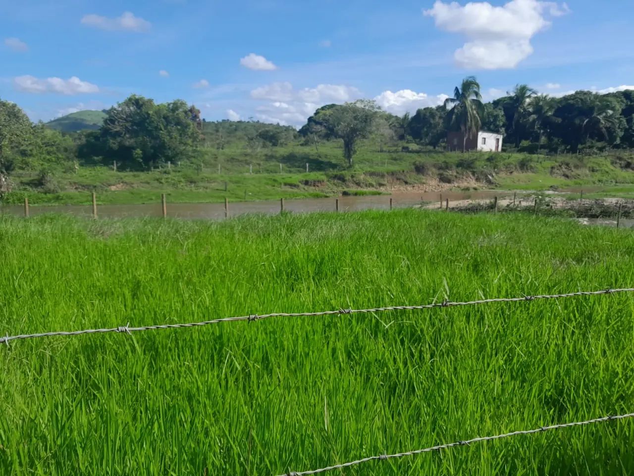 Vendo Fazenda em Itapé - BA - Foto 4