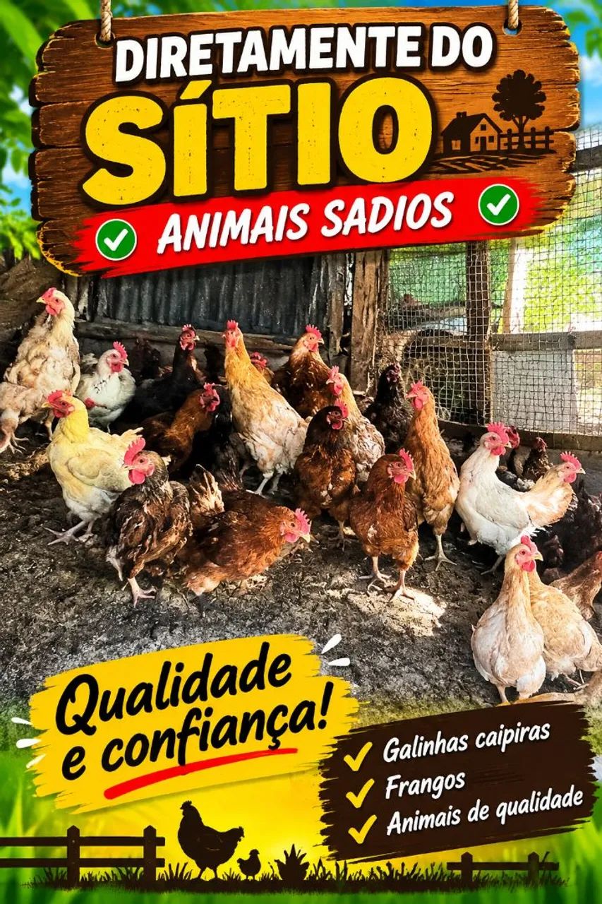 Galinhas capoeira  - Foto 2