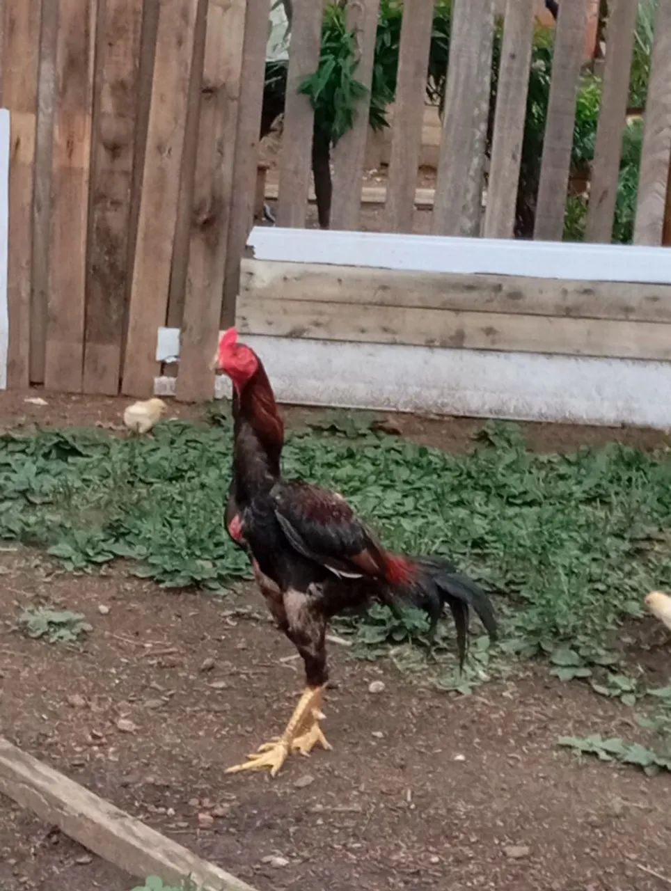 Vendo 