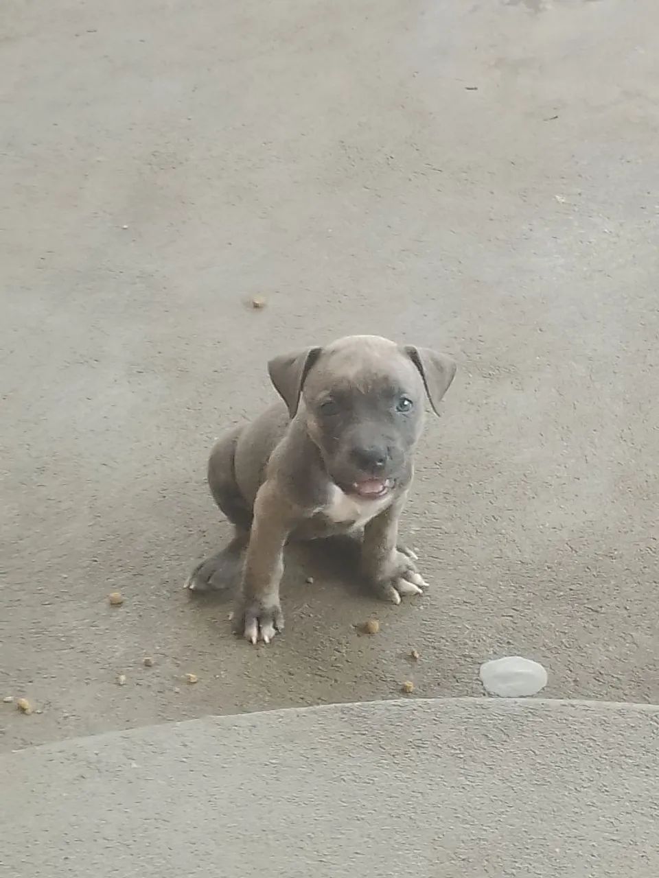 Cachorro 