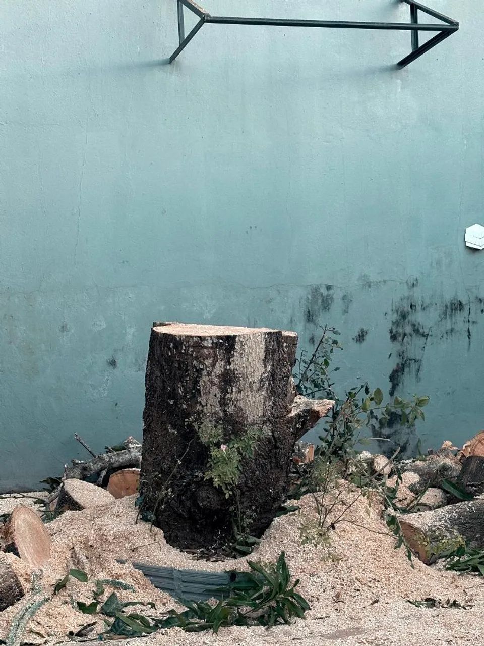 Corte e poda de árvore de Risco  - Foto 4