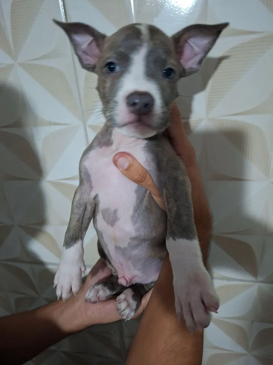 Filhotes de Pitbull  - Foto 3