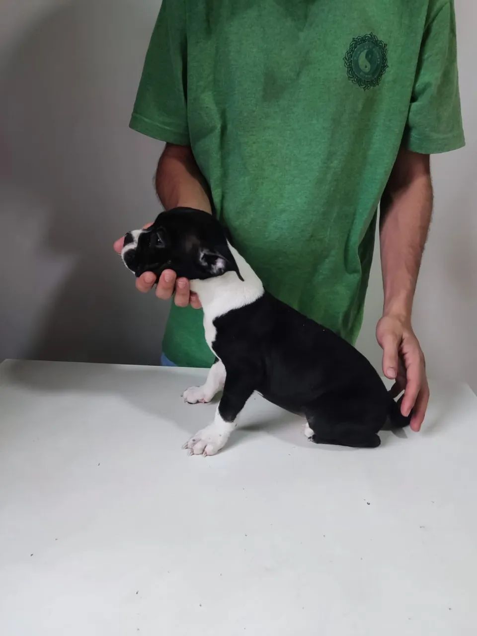 American bully micro femea