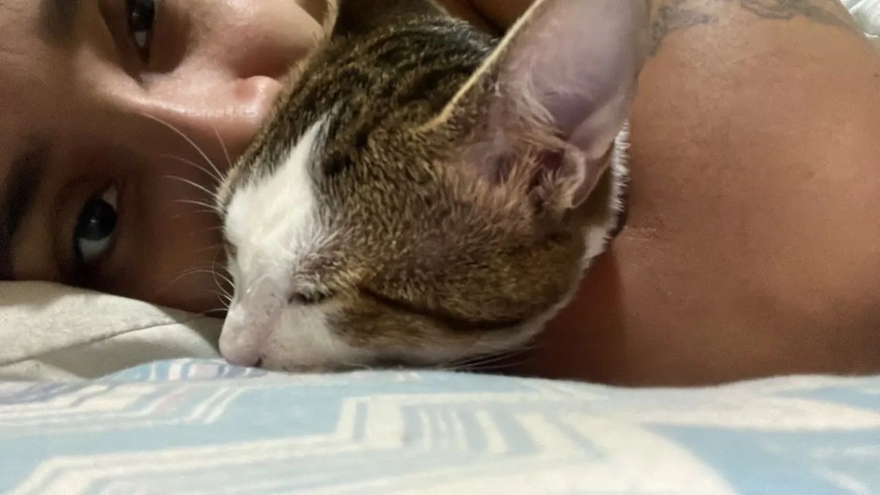 Doação de gato - Foto 3