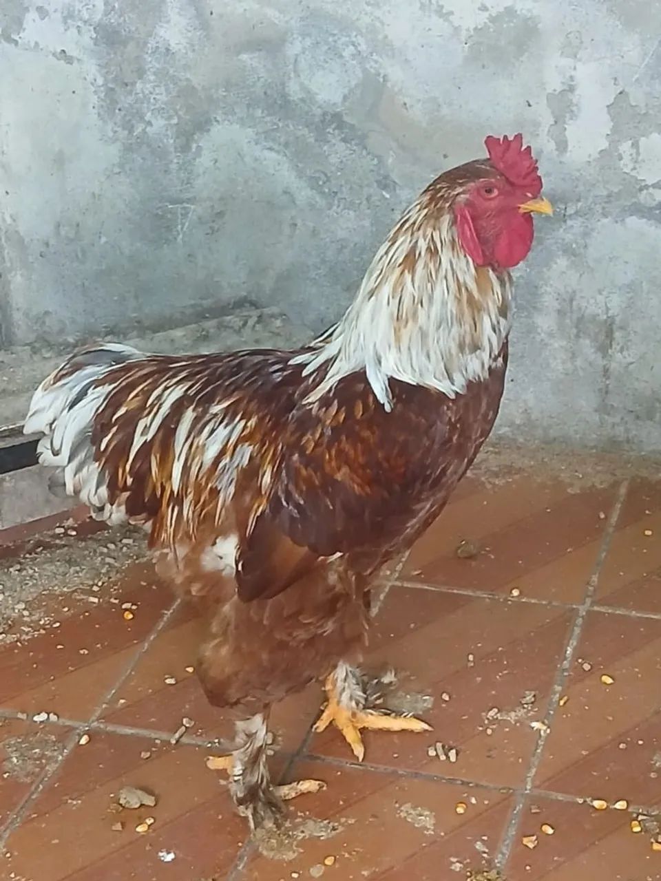 Galo