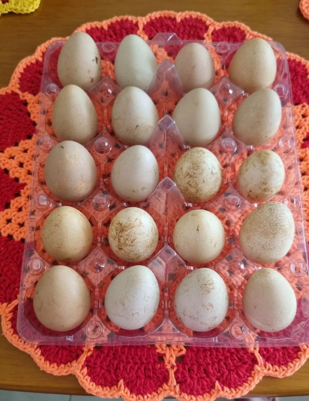 Vendo ovos de angola/cocá por 24,00 a dúzia 