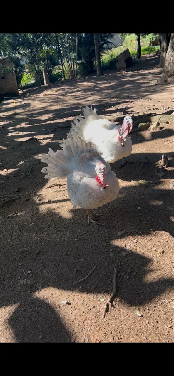 Vendo 2 Peru macho da coroa branco e lavanda 200,00 cada um 