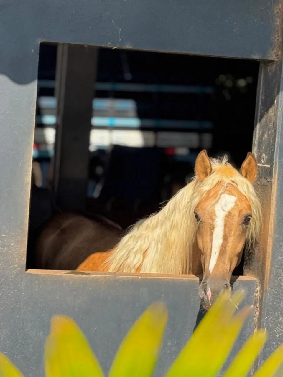 Vendo cavalo  - Foto 2