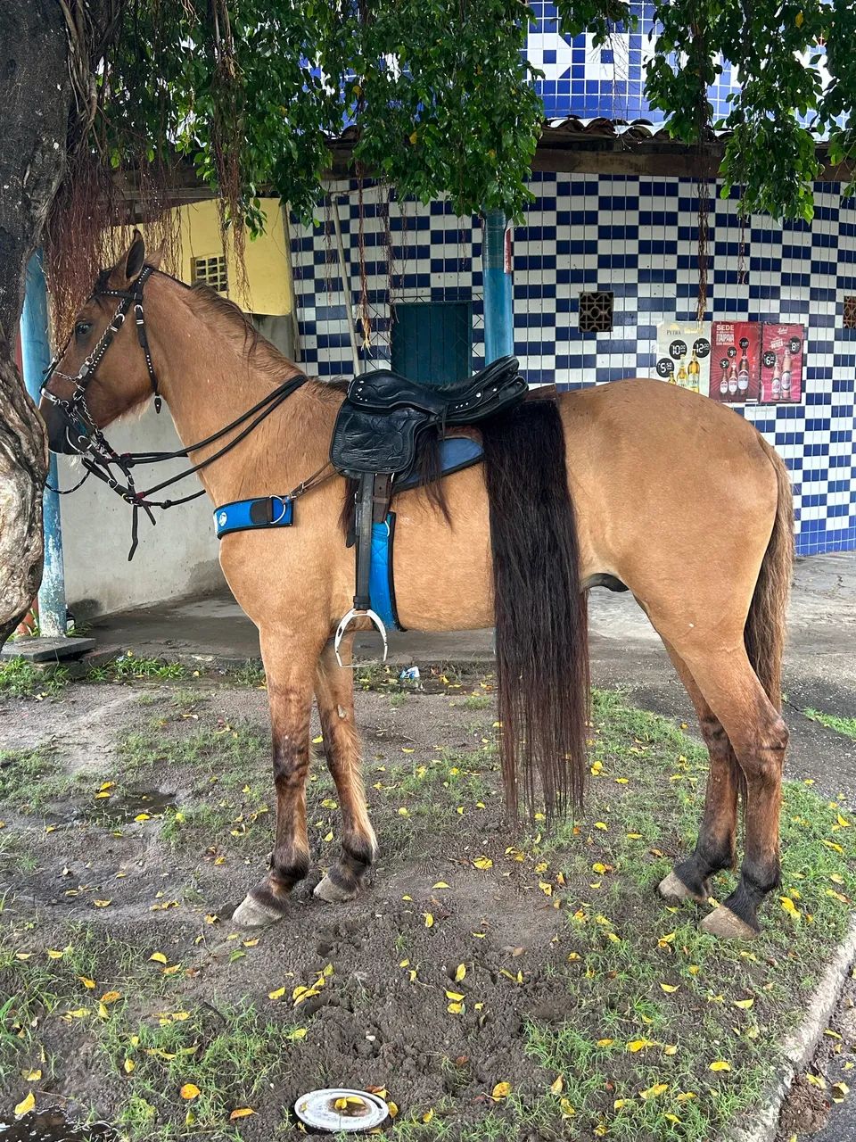 Cavalo mestiço de manga larga a venda - Foto 4