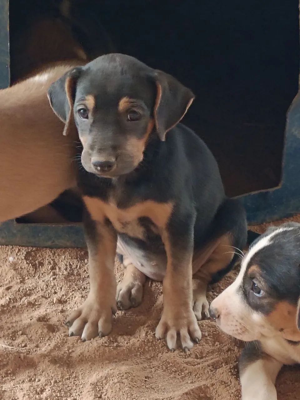 Filhotes de Cachorro  - Foto 3