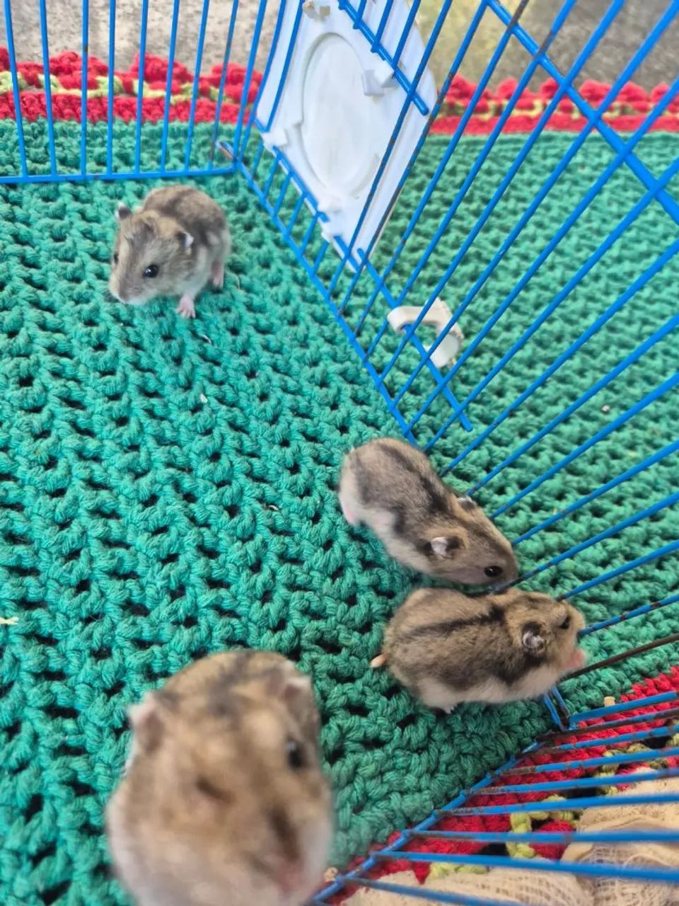 Hamster  - Foto 2