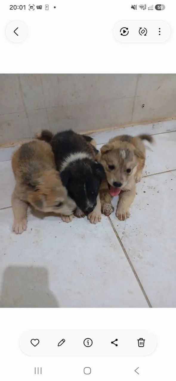 Vendas de cachorros filhotes 