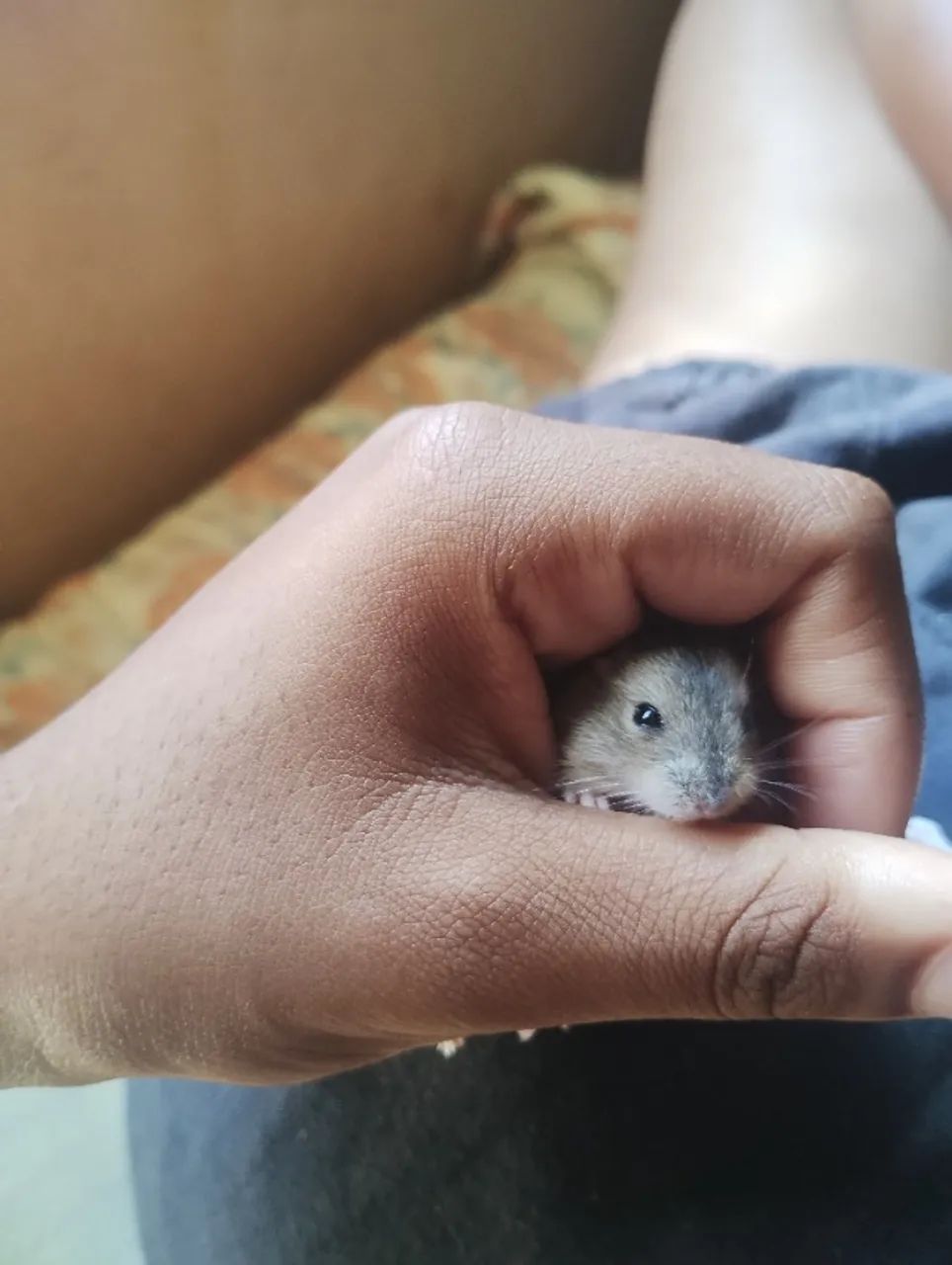Hamsters disponíveis  - Foto 4
