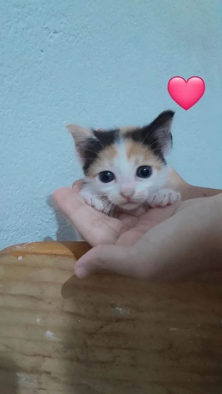 Gatinhos para adoção
