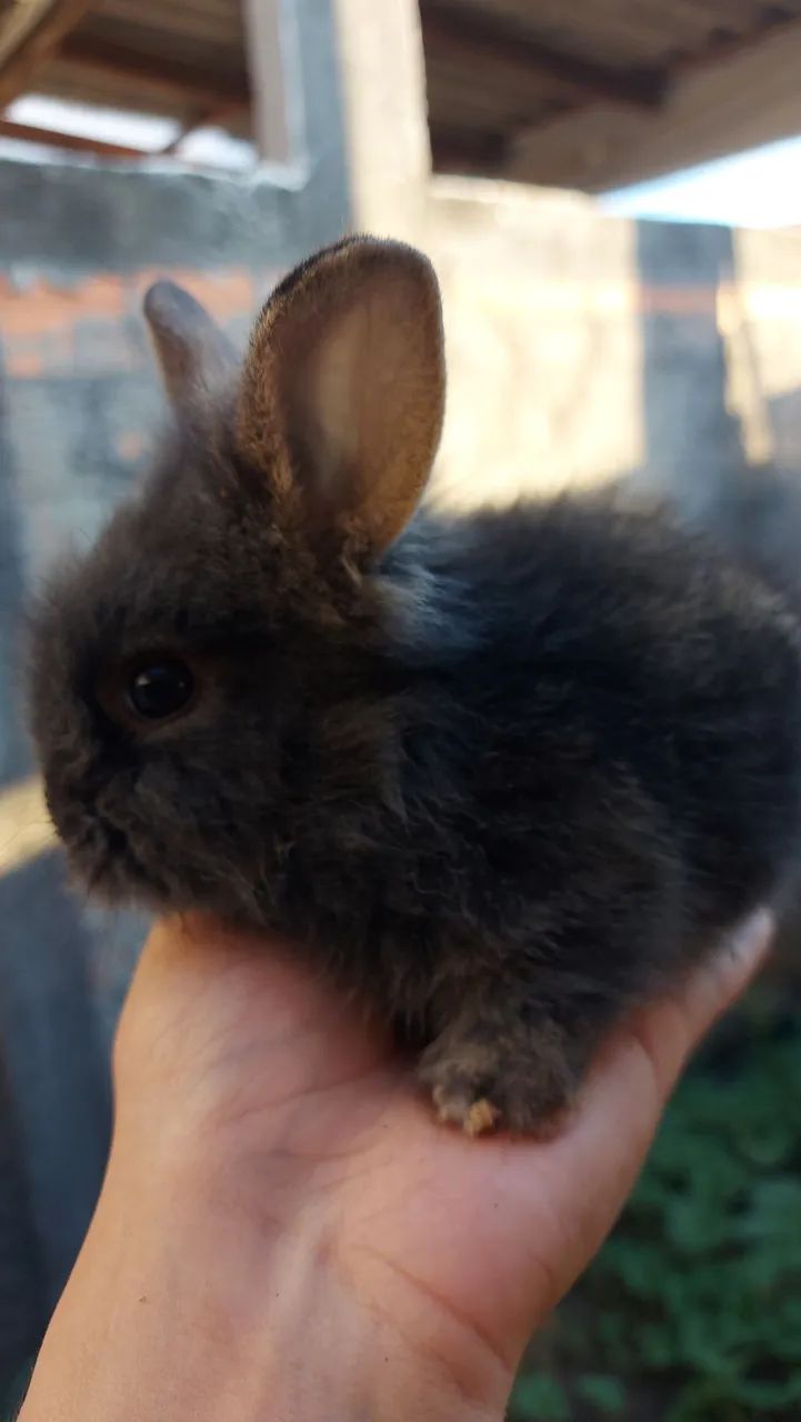 Filhotes Mini Lionhead em Curitiba preço especial por tempo limitado - Foto 3