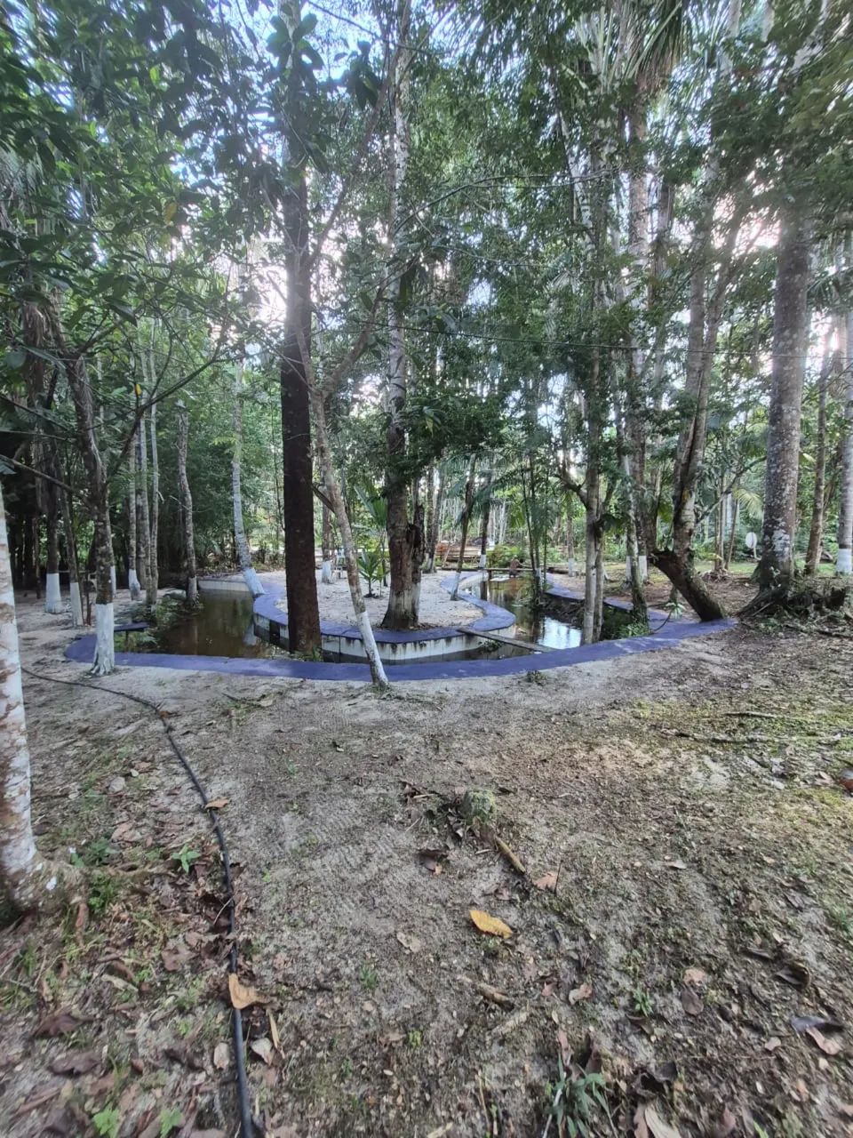 sítio no ramal +500 plantas frutíferas  - Foto 4