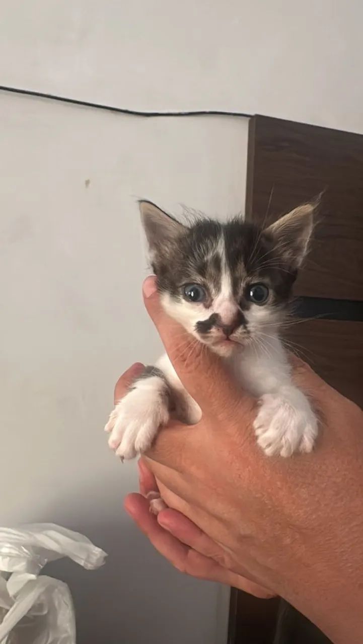 Gato 