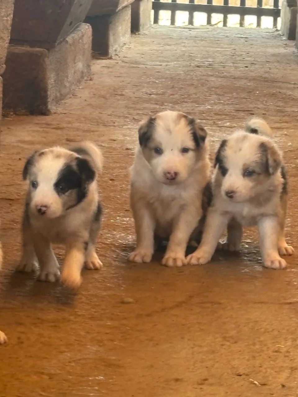 Cães  - Foto 2