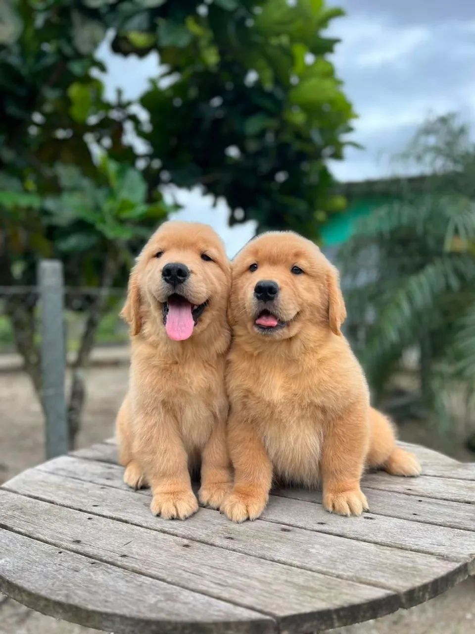 Golden Retriever 
