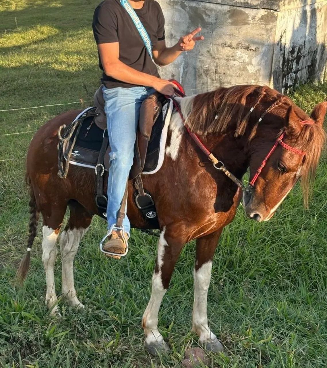 CAVALO A VENDA
