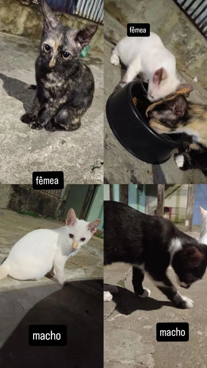 filhotes de gato