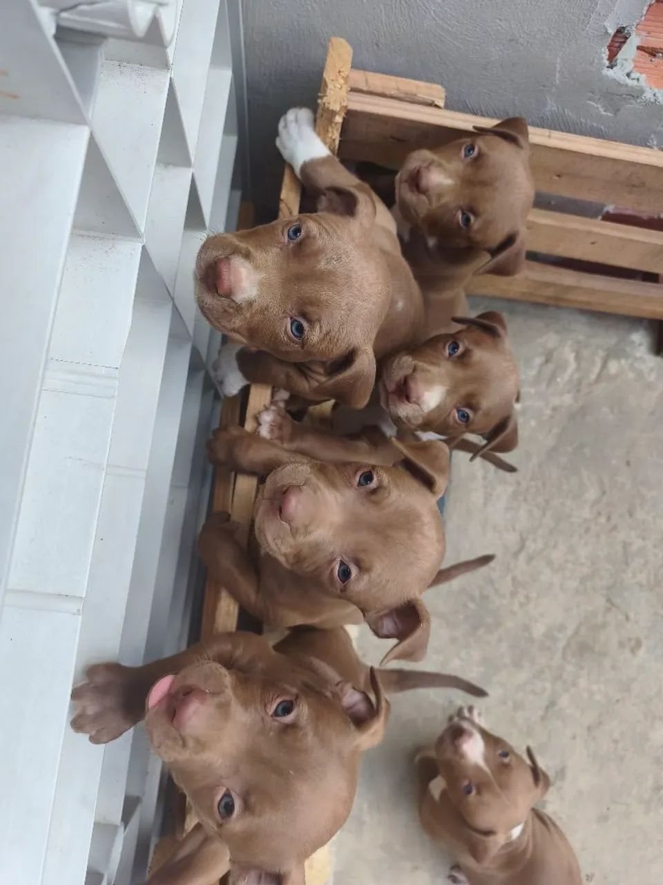 Pitmonster  - Foto 4