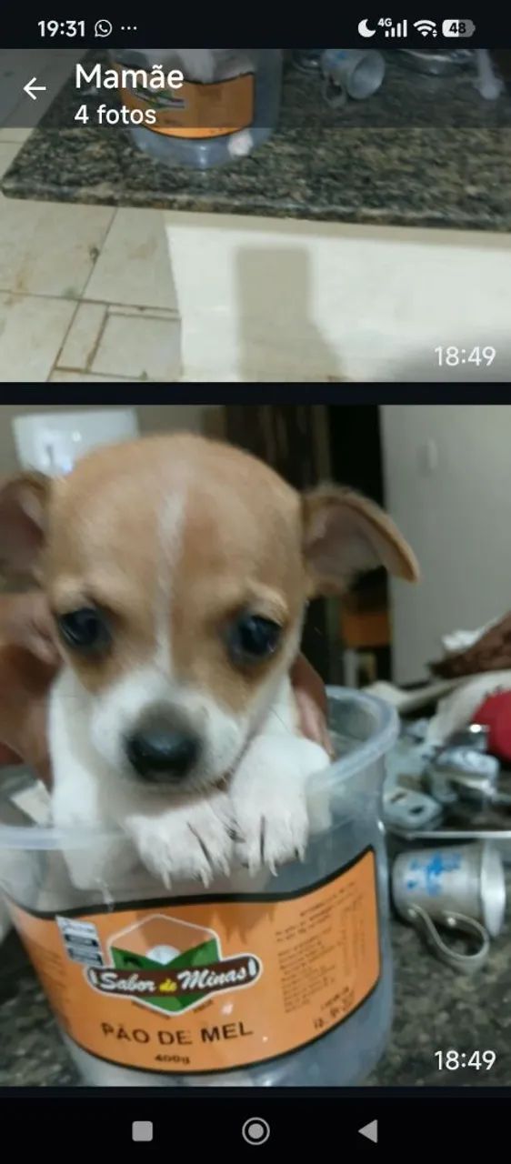 Cachorro pincher 