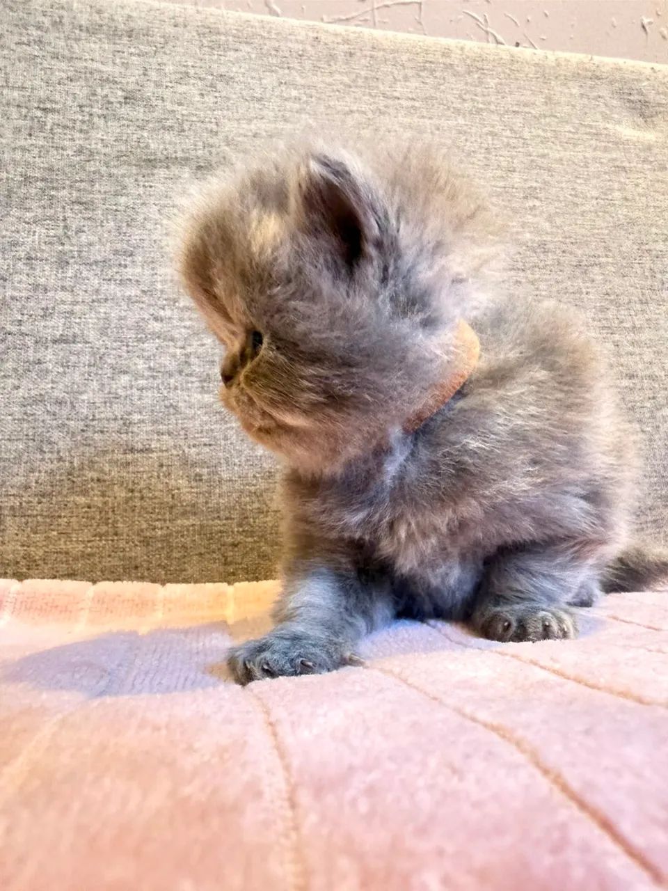 Gato persa  - Foto 4