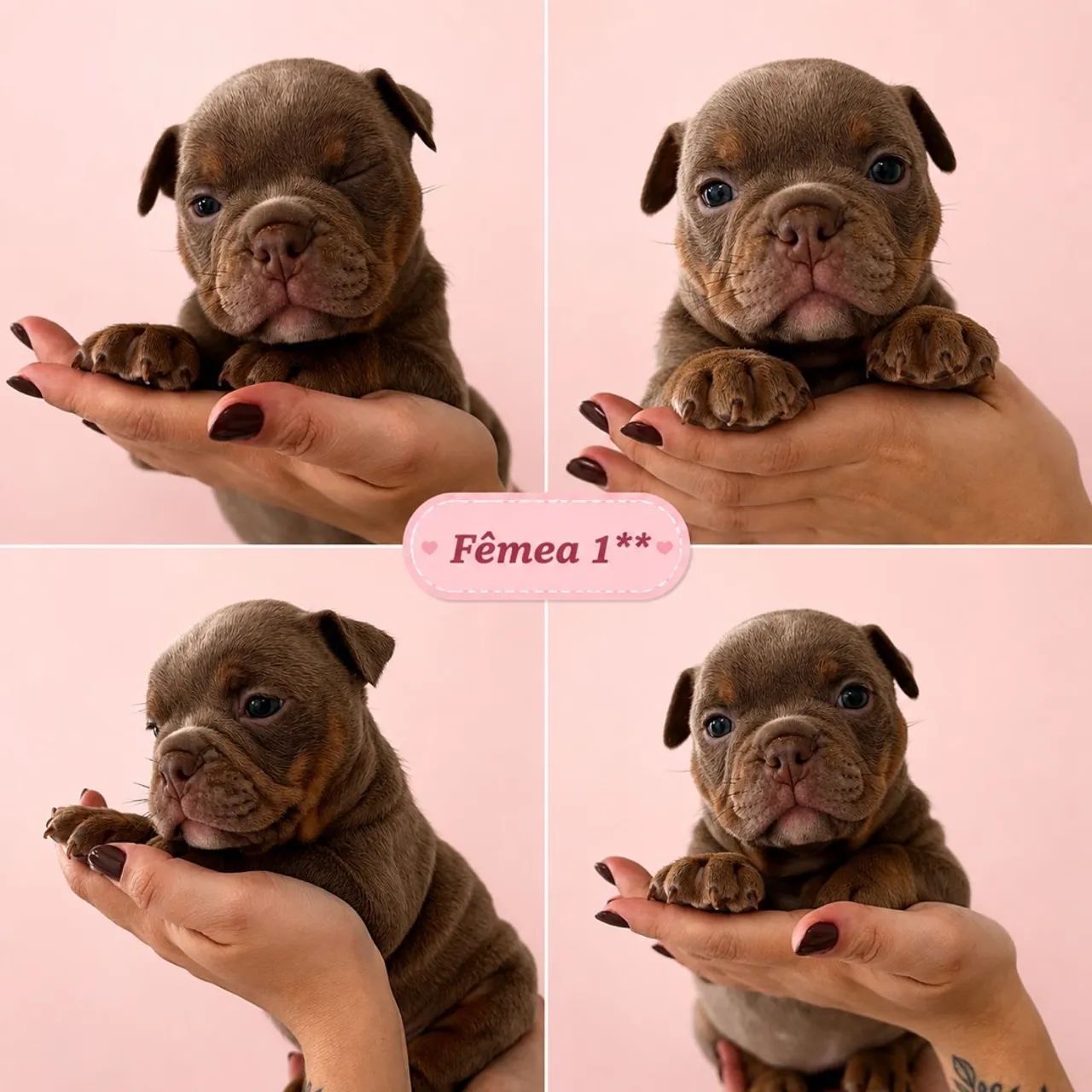 Filhotes american bully micro 
