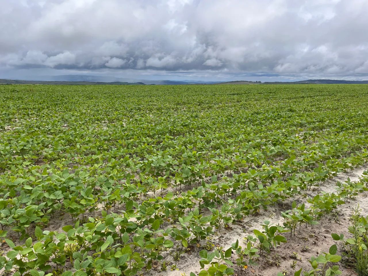Arrendamento Fazenda SOJA - Foto 4